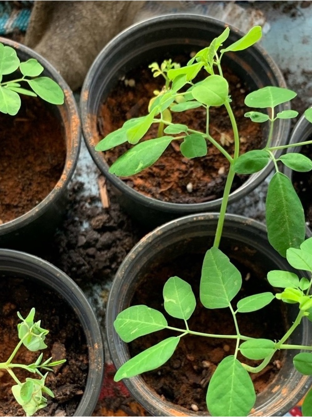 2-Moringa Seedlings 8 to 10 inches